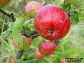 2002-0825-Apples